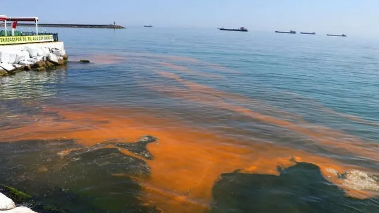 ALG Nedir? Marmara Denizi'nde Korkutan Renk! Marmara'da Alg Alarmı Verildi! Zararları Nelerdir?