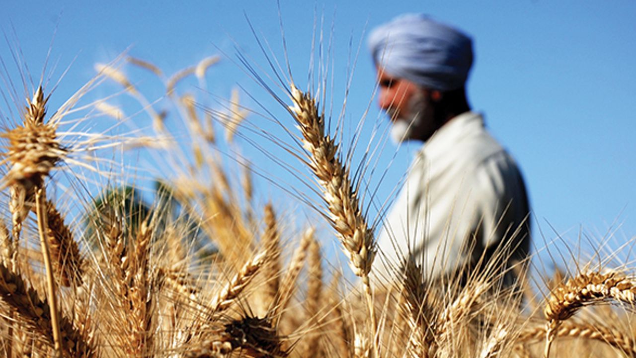 Düşman Haberi Gibi! Tarım Arazileri TOKİ'ye Devrediliyor Ve Türkiye Hindistan’dan "Buğday" İthal Ediyor!