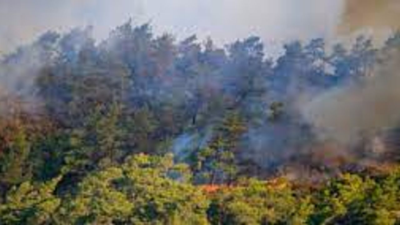 Marmaris Sonrası Yeni Orman Yangını Köyceğiz'de Başladı! Yine Alev Alev Yanıyoruz!
