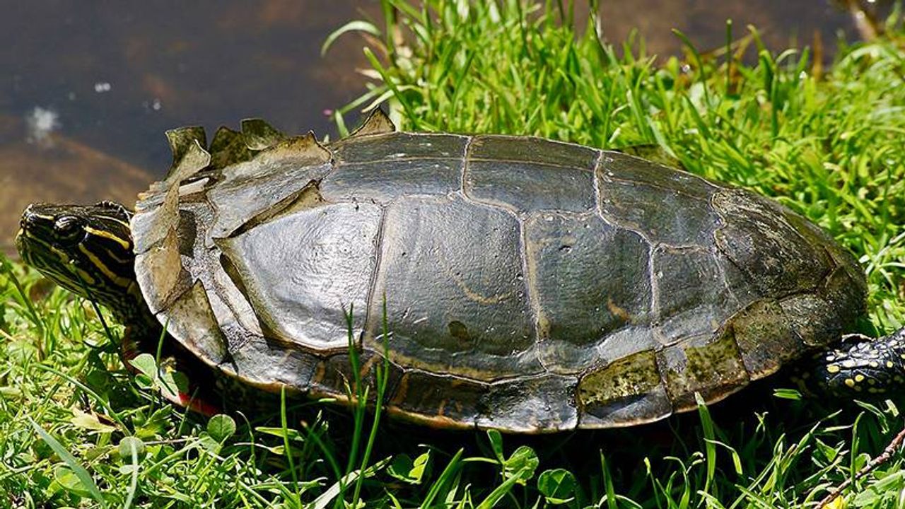 Tatlı su kaplumbağaları, ay ışığından faydalanarak hareket ediyor!