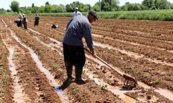 Tarımsal Destek Ödemeleri Hesaplara Yattı mı? Bakan Vahit Kirişçi'den Çiftçi Ödeme Tarihileri!