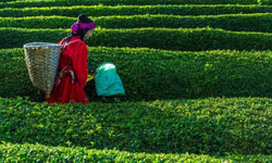 2023 Yaş Çay Destek Ödemesi Ne Zaman Yapılacak? Mart Ayı Çay Üreticilerine Destek Parası!