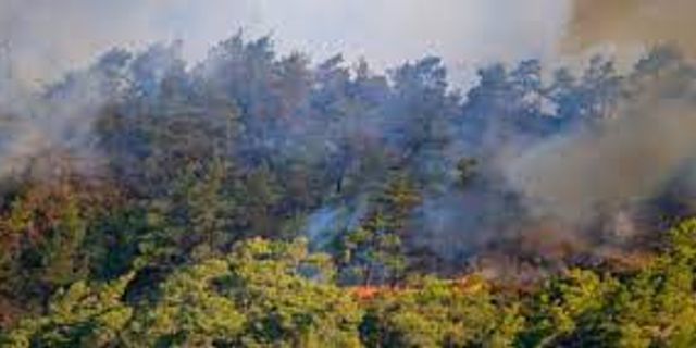 Marmaris Sonrası Yeni Orman Yangını Köyceğiz'de Başladı! Yine Alev Alev Yanıyoruz!