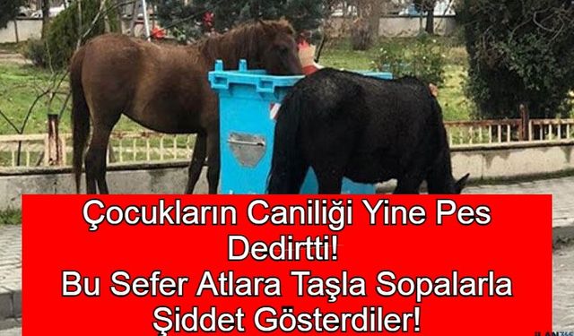 Çocukların Caniliği Yine Pes Dedirtti! Bu Sefer Atlara Taşla Sopalarla Şiddet Gösterdiler!