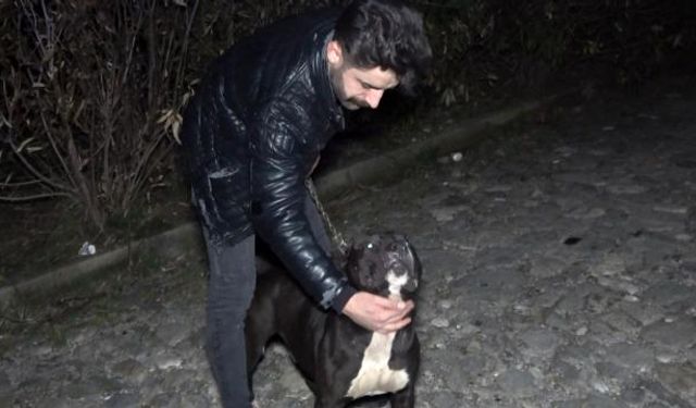 Tecavüzcüyü Kahraman Köpek Yakaladı! Esnaf Dövdü!