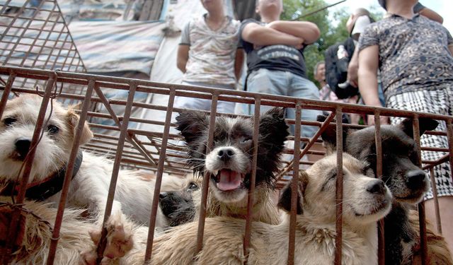 Instagram Save A Dog Gönderisi Nedir? Yulin Festivali Nedir? Çin İşkenceleri Devam Ediyor