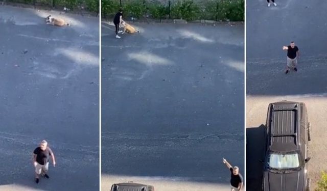 Daire 16 Özay Kaya ve Mahalleliler Baktıkları Gariban Sokak Köpeği Köpük'ün Hikayesini Anlattı!