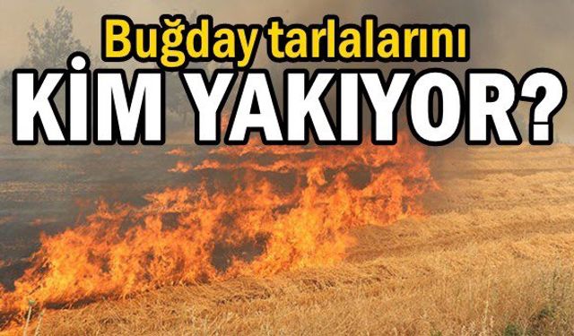 Türkiye Bu Haberin Peşinde! "Buğday Tarlalarını Kim Neden Yakıyor?" Konya, Balıkesir, Tekirdağ Ve Dahası Peş Peşe...