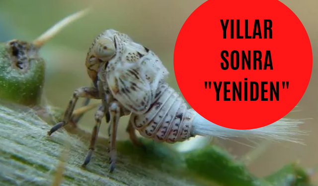 Son Tehlike Vampir Kelebek Oldu! Vampir Kelebek Nedir? Tehlikesi Ve Zararı Ne? Ne Yapıyor? İlacı Ne? Nasıl Korunur?