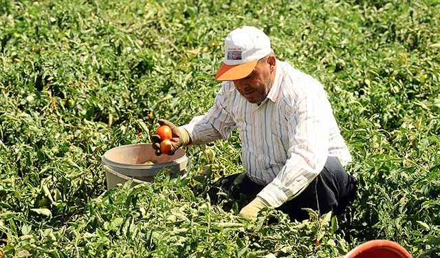 Çiftçiler Destek Paralarını Almaya Başladı! TC Kimlik Numaraya Göre Tarımsal Destek Ödeme Tarihleri!