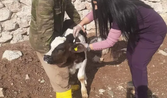 Türkiye’de Şap Alarmı: Bazı Şehirlere Hayvan Giriş Çıkışı Yasaklandı!