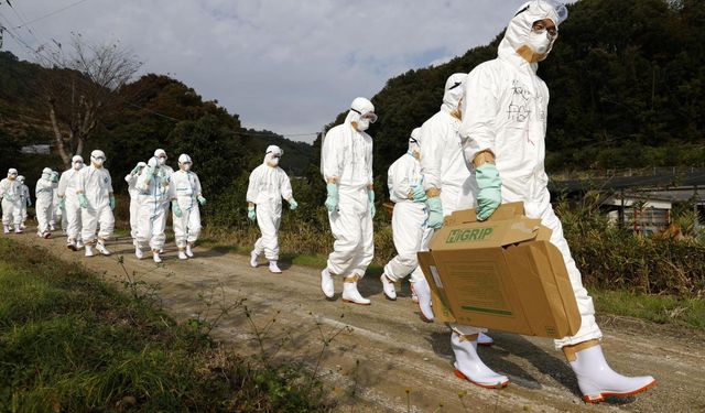 Japonya'da kuş gribi sebebiyle öldürülen tavukların gömüleceği yer kalmadı!