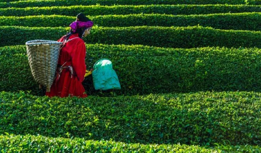 2023 Yaş Çay Destek Ödemesi Ne Zaman Yapılacak? Mart Ayı Çay Üreticilerine Destek Parası!